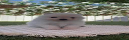 Pomerania perros en venta: POMERANIA - Anuncio 5