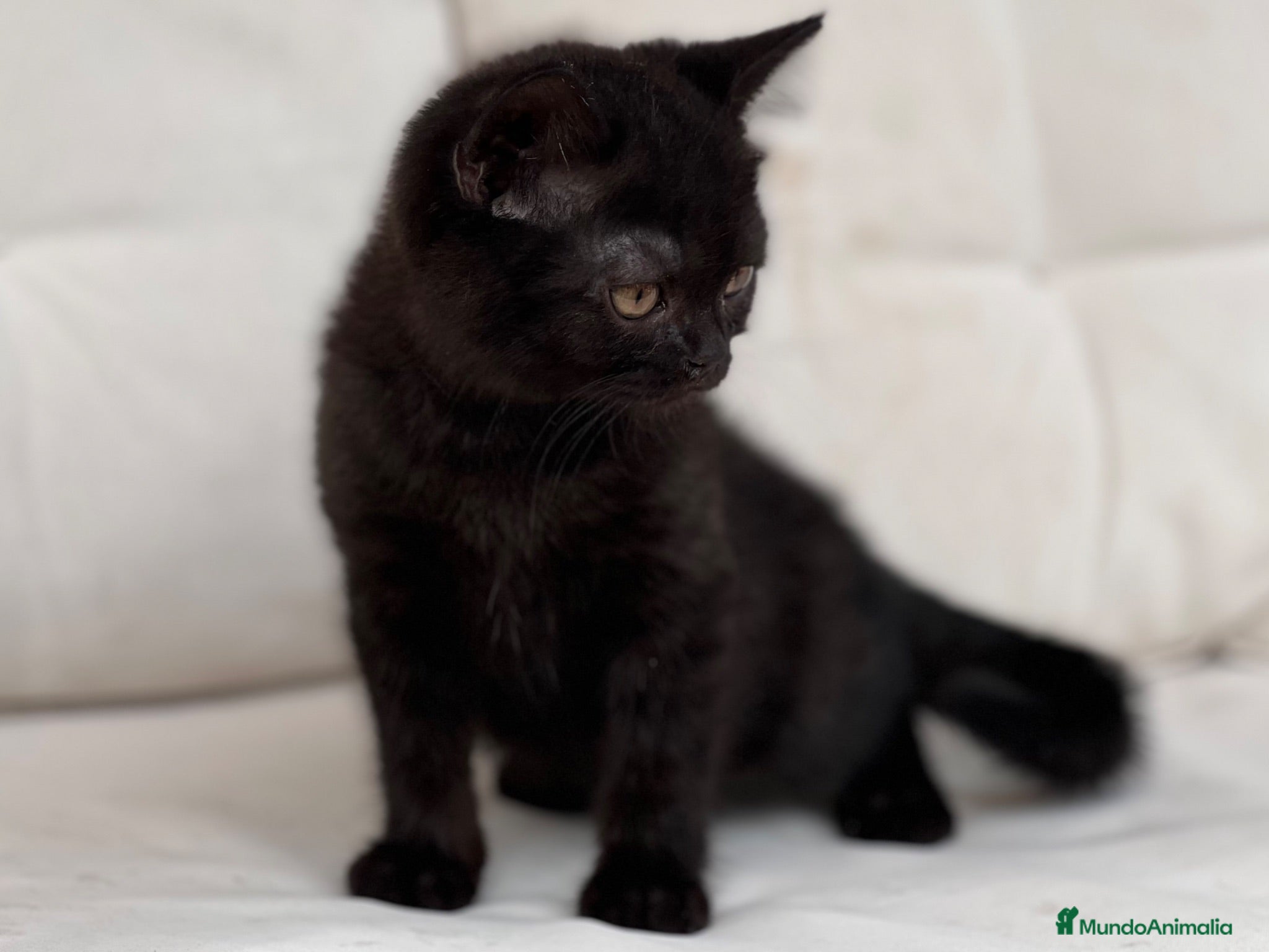 Británico de Pelo Corto gatos HEMBRITA NEGRA BRITISH SHORTHAIR  - Anuncio 3