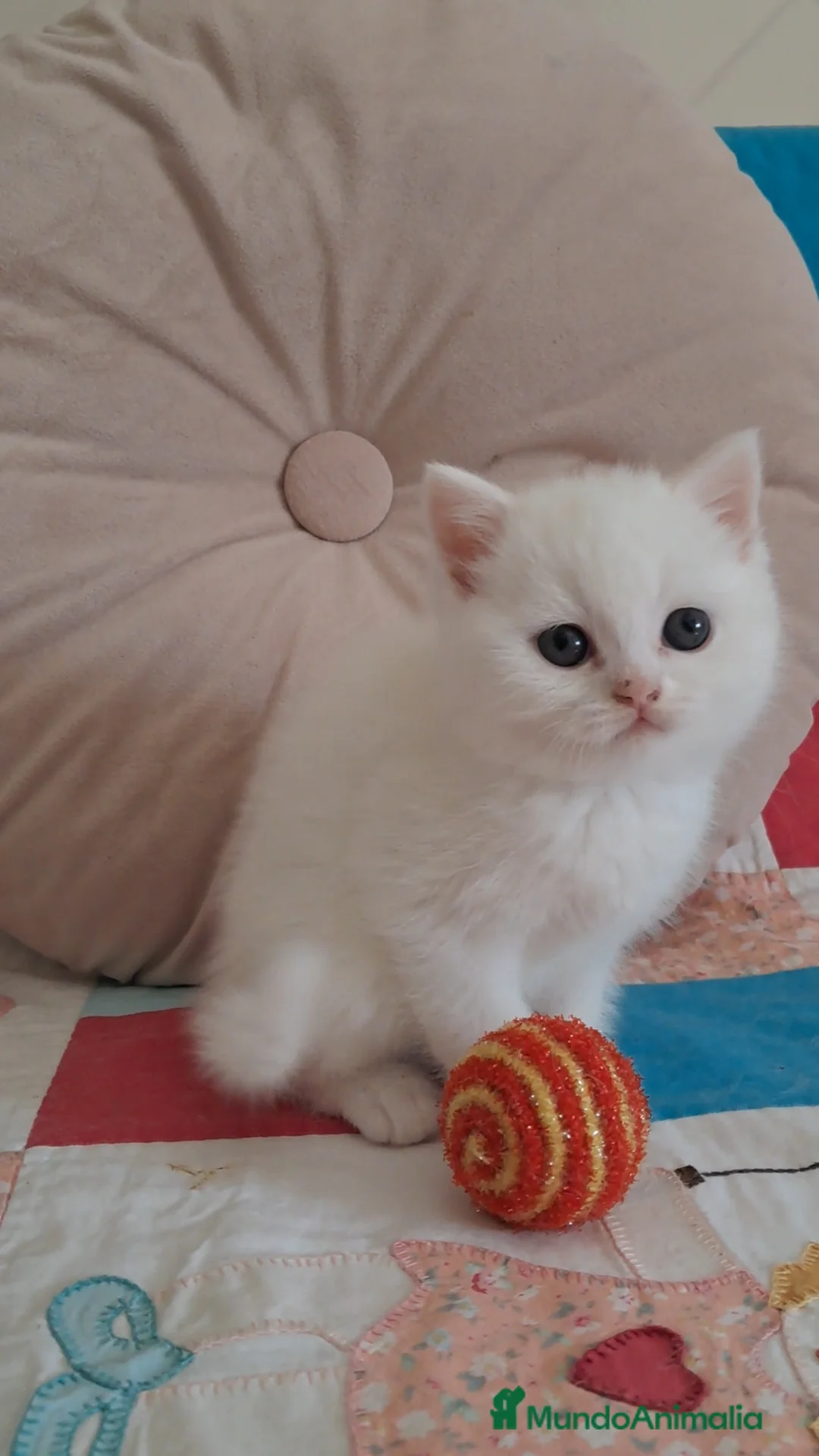 Británico de Pelo Corto gatos en venta: CAMADA SE BRITISH  - Anuncio 1