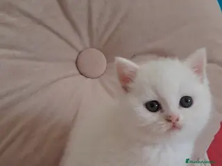 Británico de Pelo Corto gatos CAMADA SE BRITISH - Anuncio 3