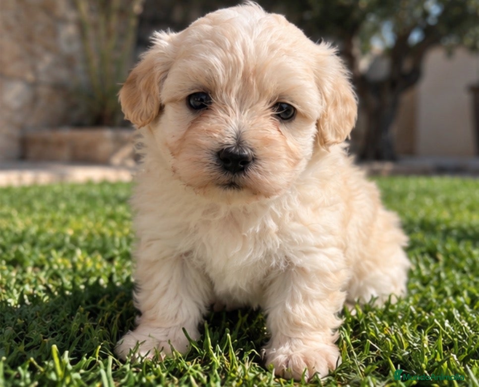 Maltipoo perros Maltipoo - Anuncio 4