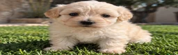 Maltipoo perros en venta: Maltipoo - Anuncio 1