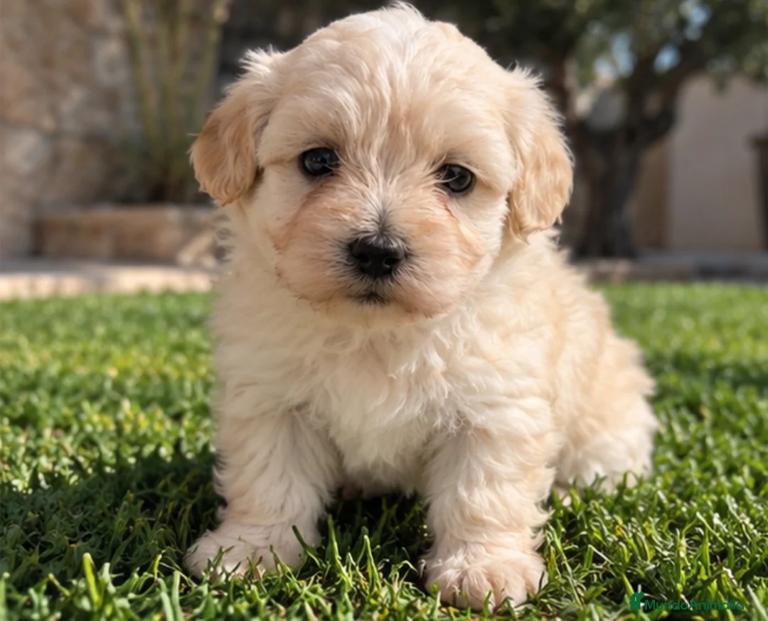 Maltipoo perros en venta: Maltipoo - Anuncio 1