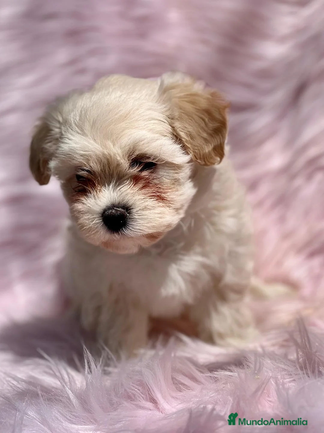 Maltipoo perros en venta: MALTIPOO TOY DISPONIBLES en Barcelona - Anuncio 3