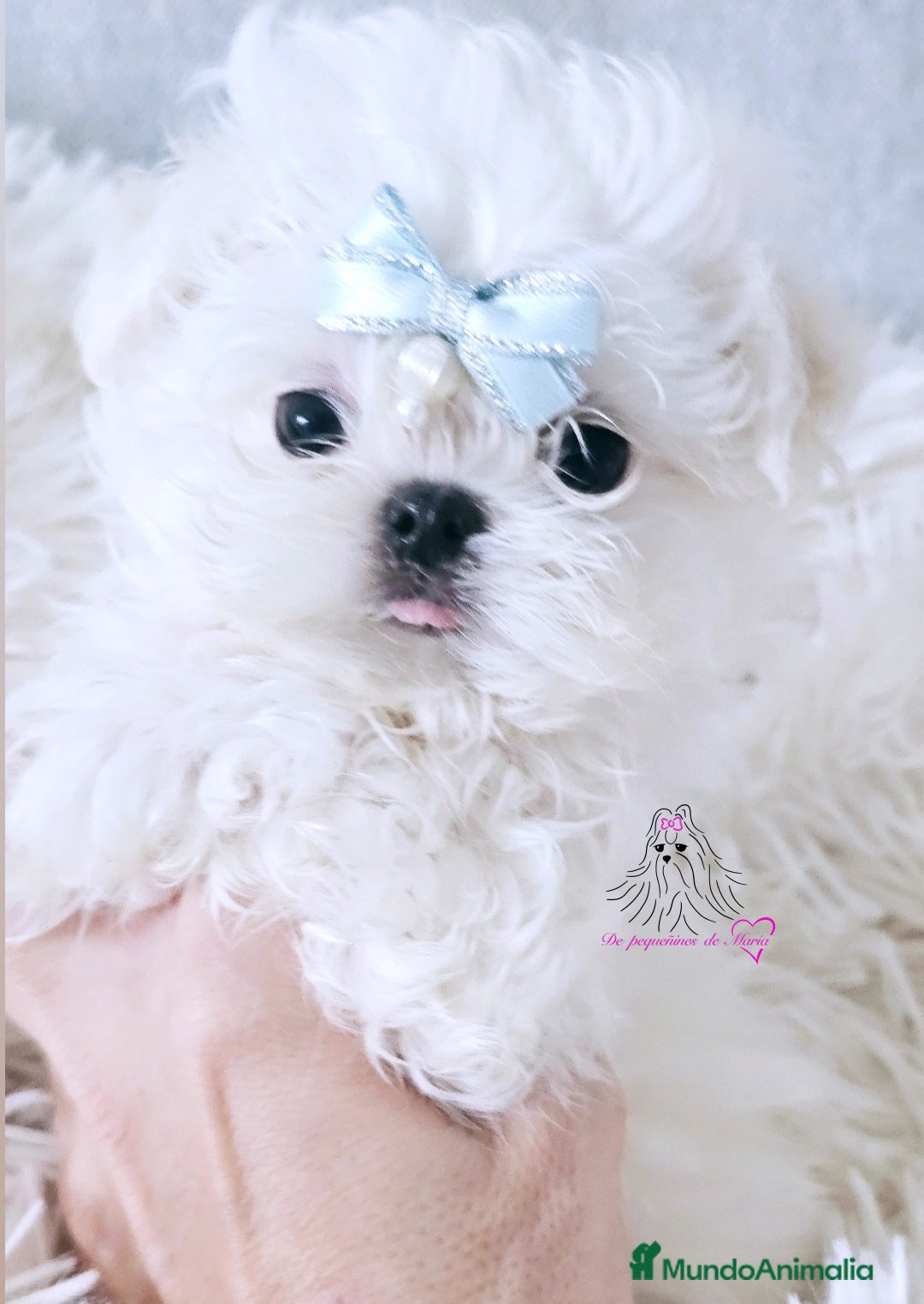 Bichón Maltés perros Bichon maltes coreano miniatura  - Anuncio 2