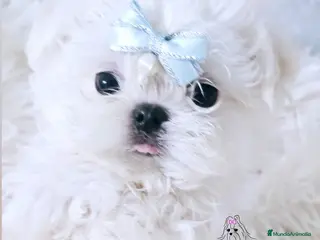Bichón Maltés perros Bichon maltes coreano miniatura - Anuncio 2