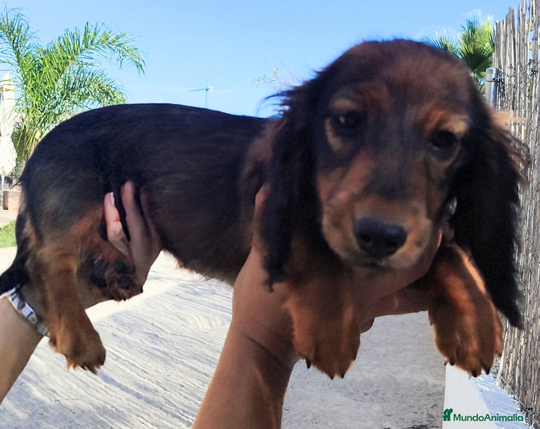 Teckel perros en venta: Cachorrita teckel de pelo largo. - Anuncio 4