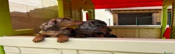 Teckel perros en venta: Teckel Arlequin  - Anuncio 3