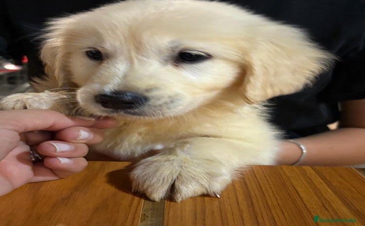 Golden Retriever perros - Anuncio 4