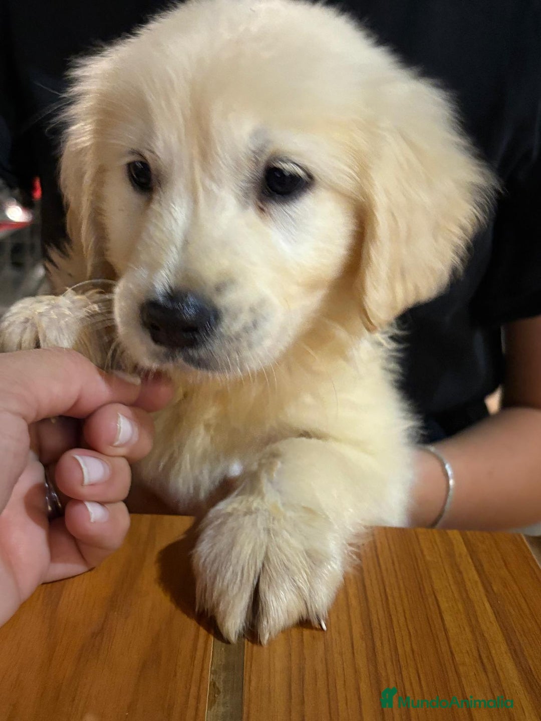 Golden Retriever perros en venta: Golden  - Imagen 1