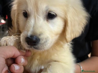 Golden Retriever perros - Anuncio 2