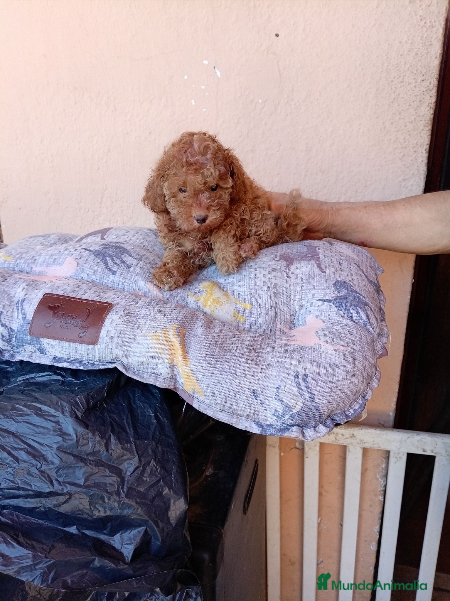 Caniche Toy perros Caniche toy - Anuncio 2