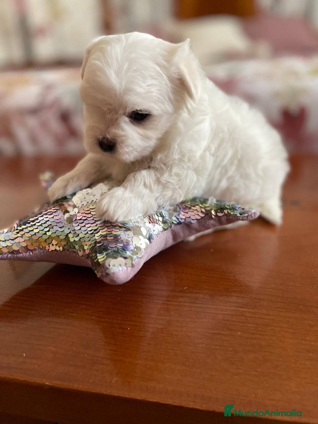 Bichón Maltés perros en venta: Bichon Maltés hembra y macho  - Imagen 5