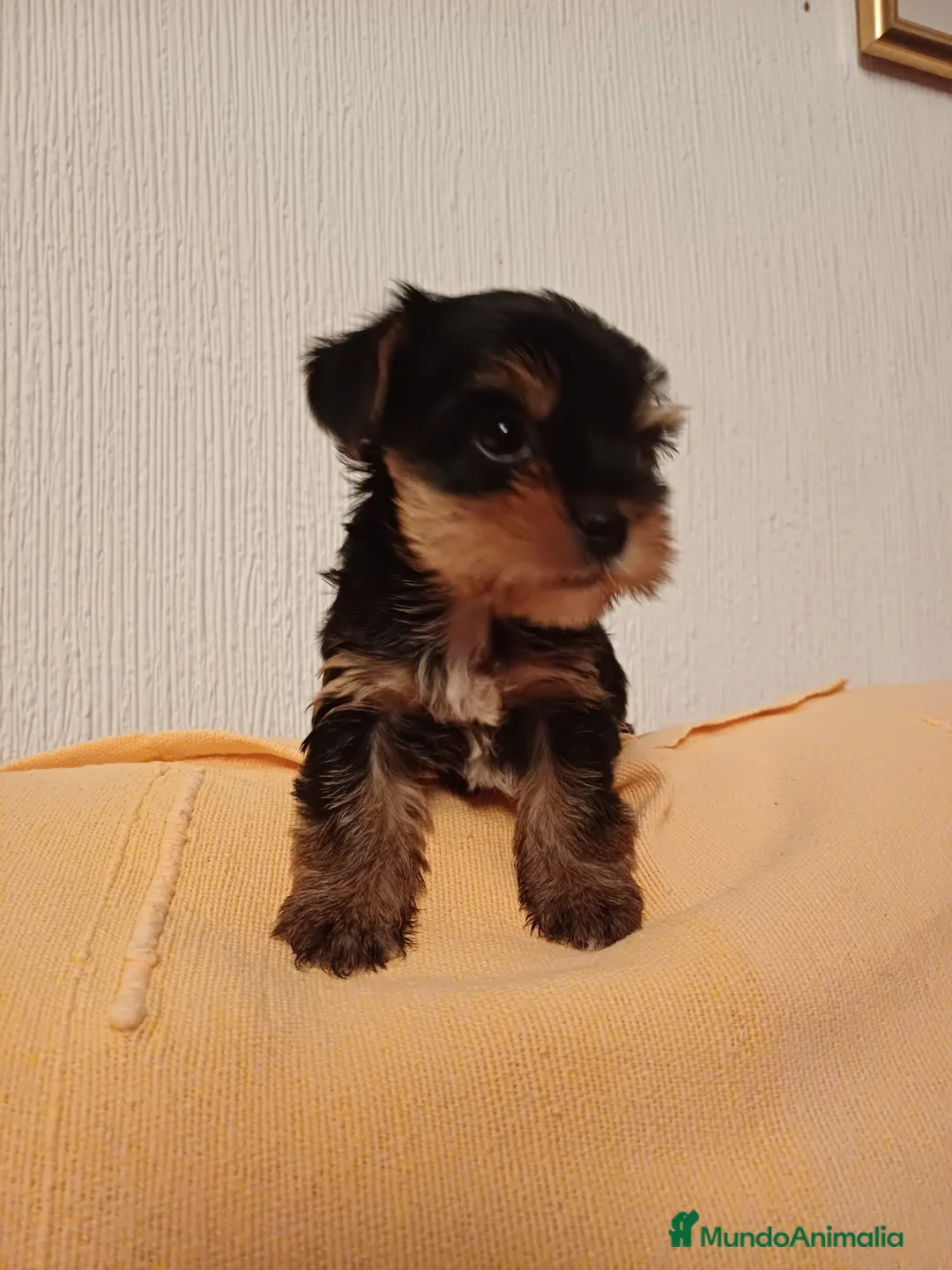 Yorkshire Terrier perros en venta: Listos para entregar preciosos Yorkshire  en Murcia - Anuncio 2