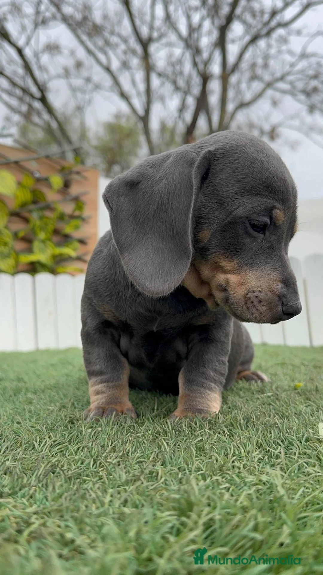 Teckel Miniatura perros en venta: TECKEL MINIATURA BLUE - Anuncio 13