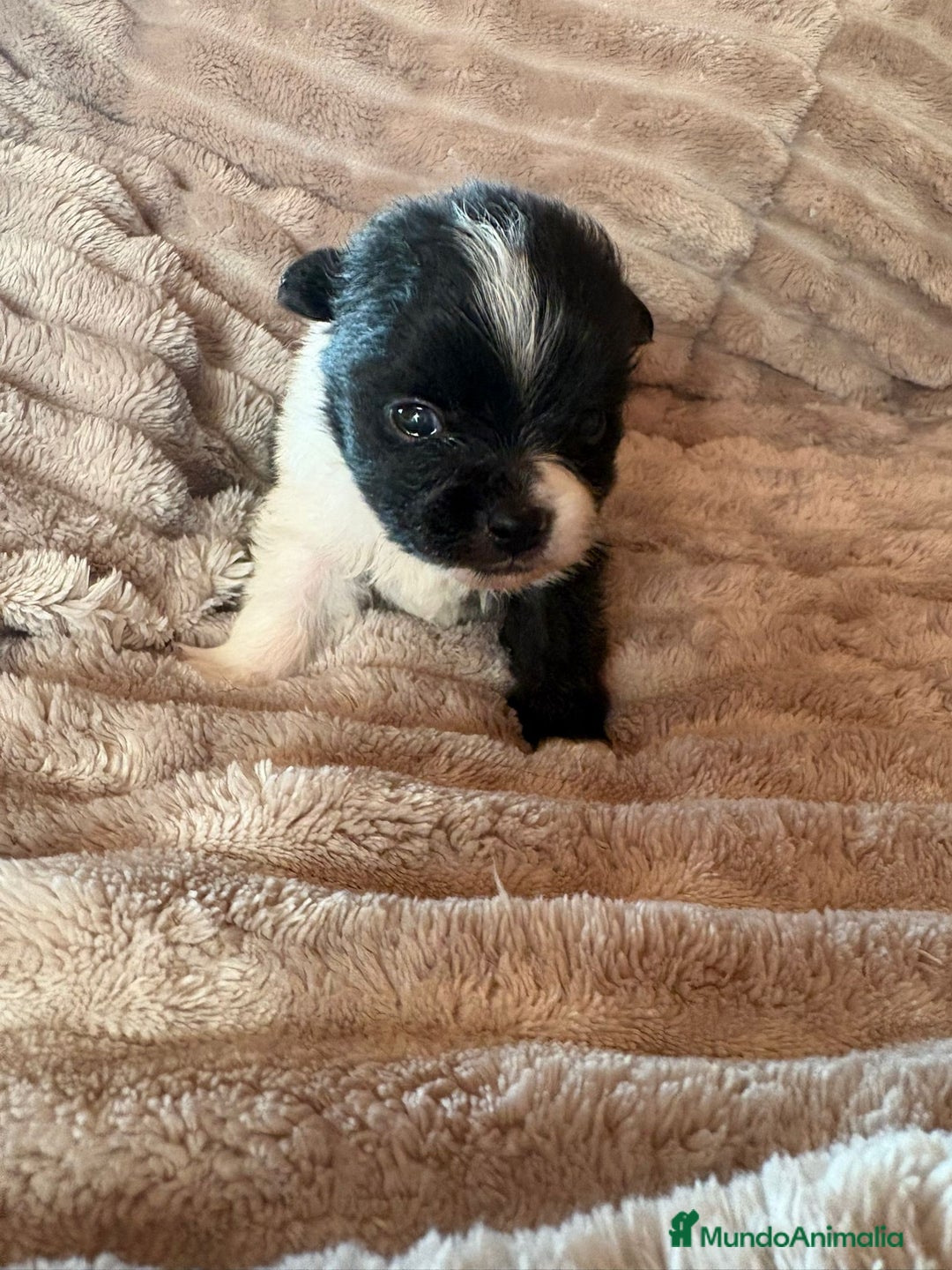 Pomerania perros en venta: Pele y Mele ya son papas , lulu pomerania toy  - Anuncio 1