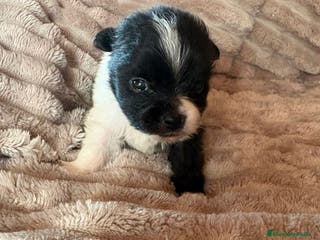 Pomerania perros Pele y Mele ya son papas , lulu pomerania toy - Anuncio 3