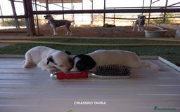 Perro Crestado Chino perros en venta: Crestados Cinos. - Imagen 3