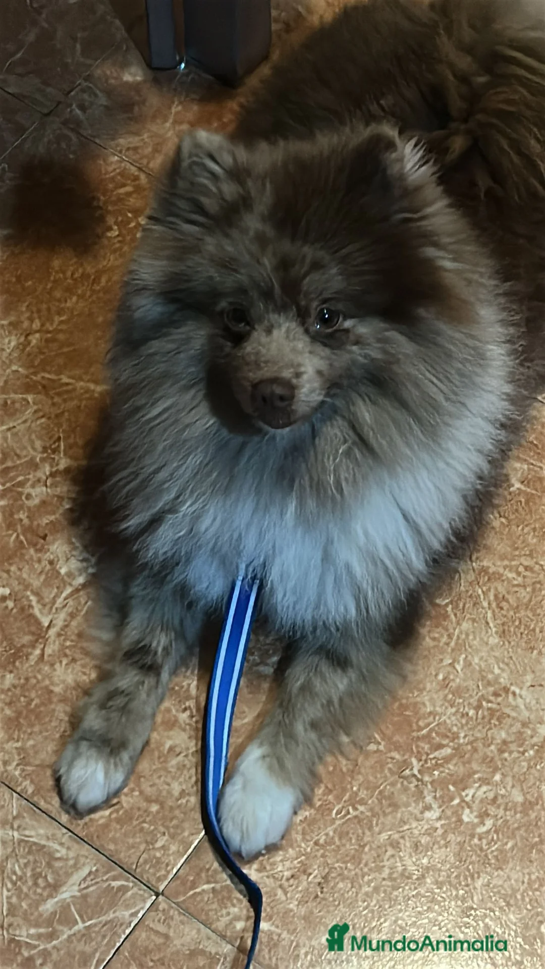 Pomerania perros en venta: Espectacular macho merle en Murcia - Anuncio 2