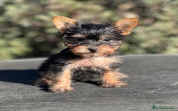 Yorkshire Terrier perros en venta: YORKI TOY MACHO DISPONIBLE en Barcelona - Imagen 1
