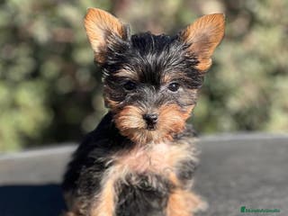 Yorkshire Terrier perros YORKI TOY MACHO DISPONIBLE en Barcelona - Anuncio 39