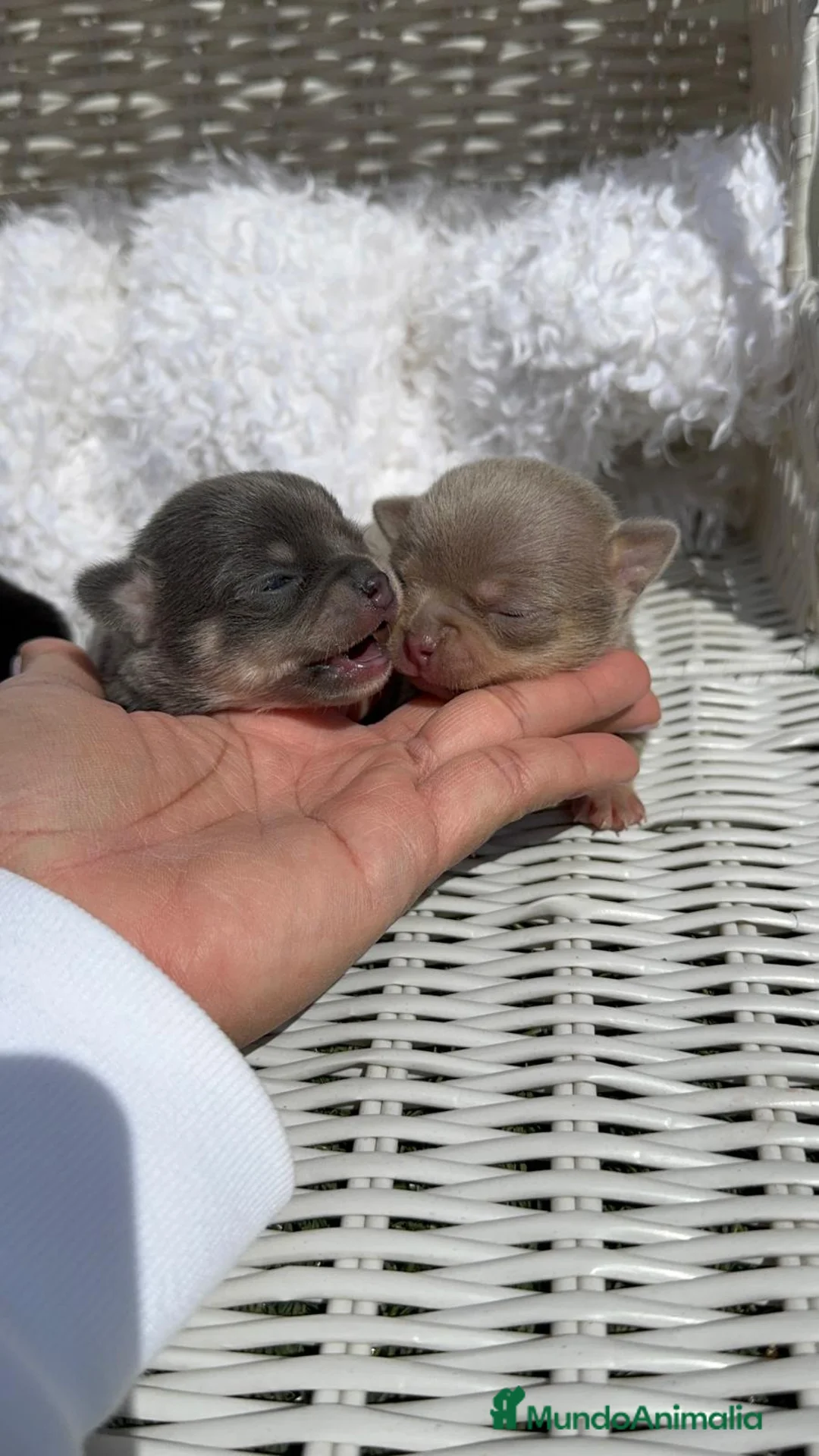 Chihuahua perros en venta: CHIHUAHUA  - Anuncio 2