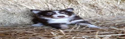 Border Collie perros en venta: Border collies tricolores de calidad  - Anuncio 2