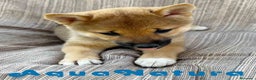 Shiba Inu perros en venta: Shiba Inu Hembra 7189 - AQUANATURA en Barcelona - Anuncio 2