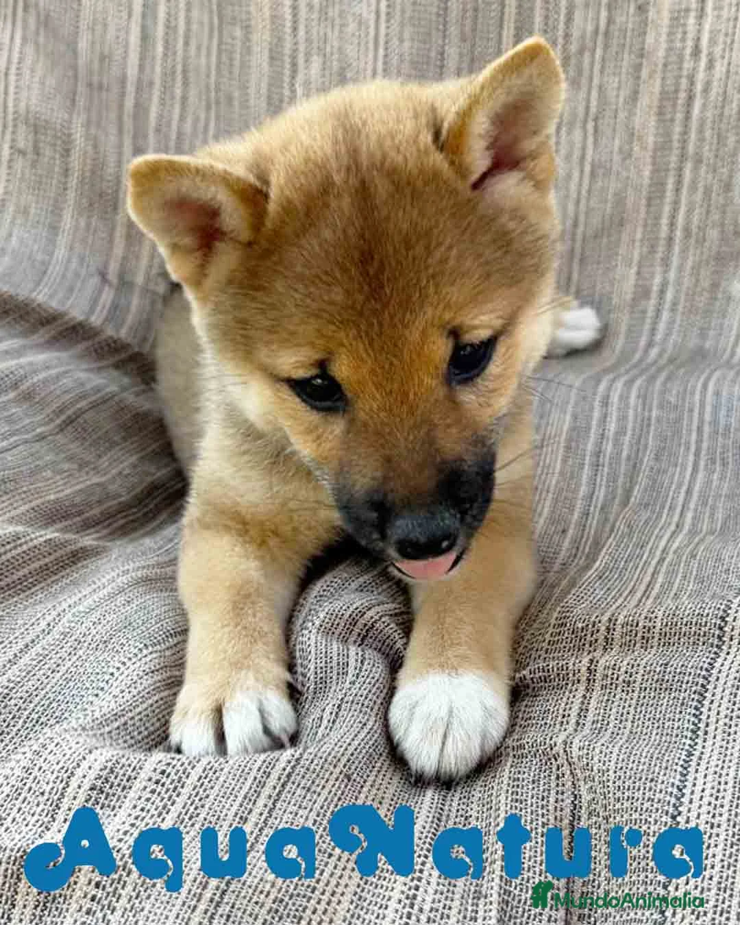 Shiba Inu perros en venta: Shiba Inu Hembra 7189 - AQUANATURA en Barcelona - Anuncio 2