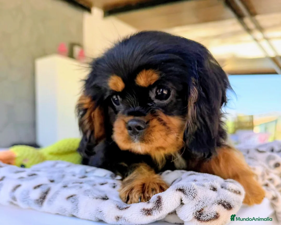 Cavalier King Charles Spaniel perros en venta: Cavalier macho negro fuego - Anuncio 6