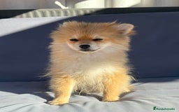 Pomerania perros en venta: Lulu pomerania toy - Imagen 5