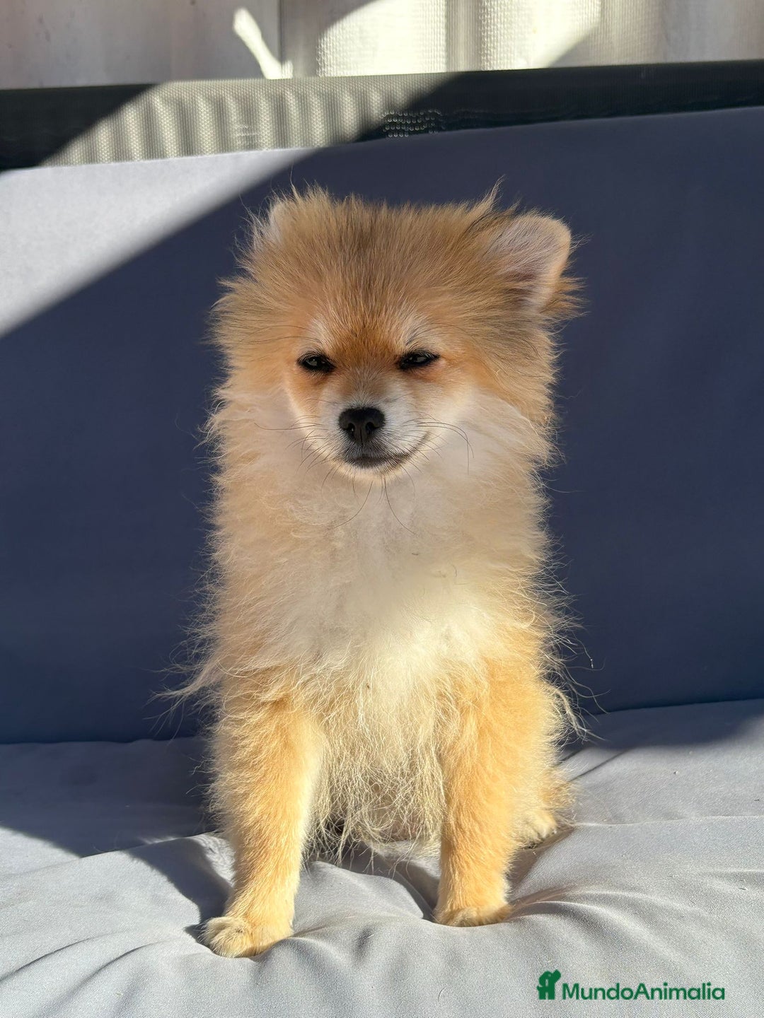 Pomerania perros en venta: Lulu pomerania toy - Imagen 5