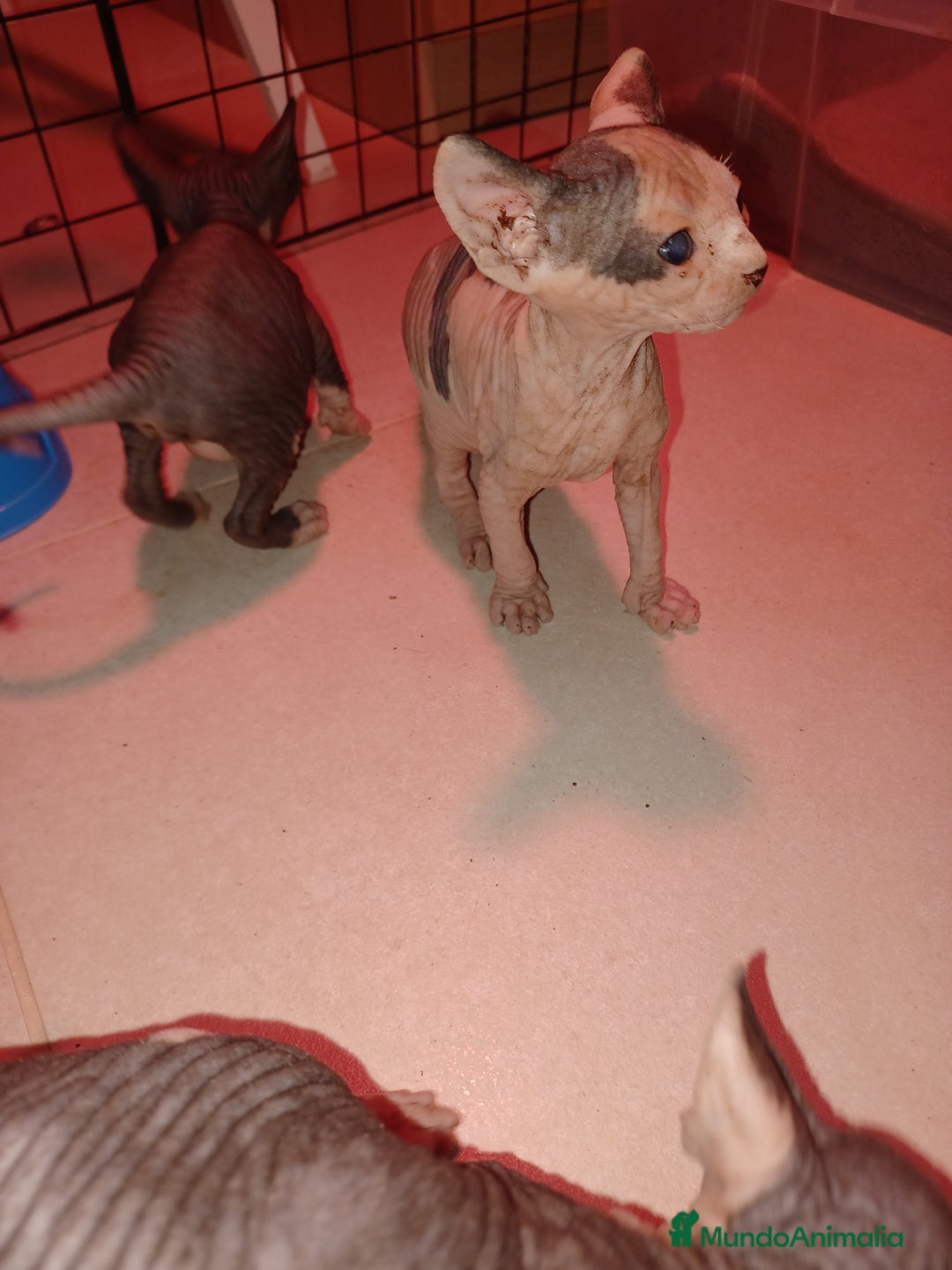 Sphynx gatos en venta: Gato esfinge  - Imagen 4