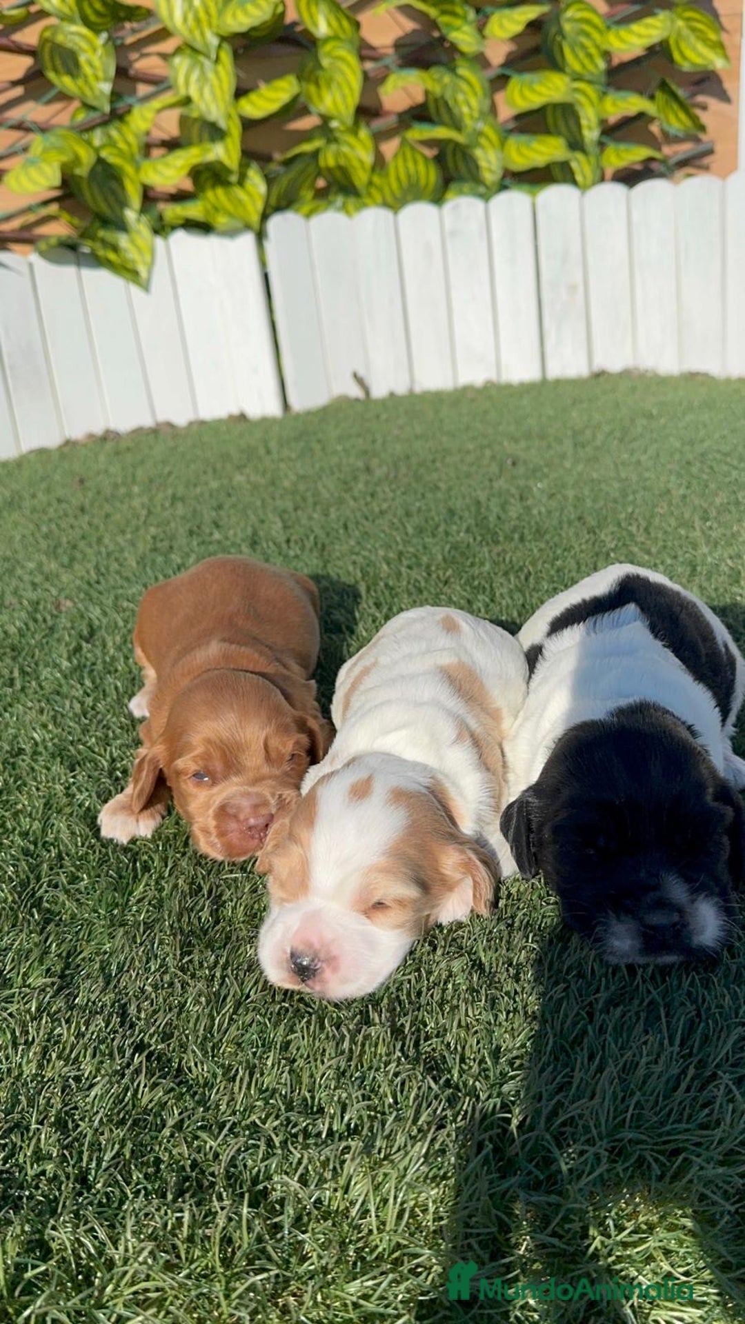 Cocker Spaniel Inglés perros en venta: COCKER SPANIEL INGLES - Anuncio 12