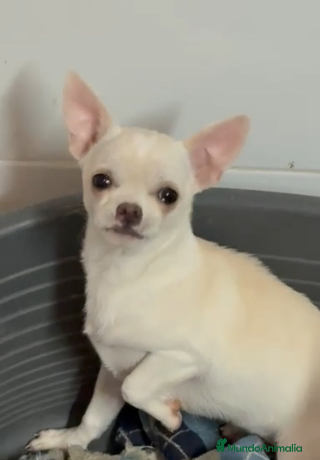 Chihuahua perros en venta: Chihuahua miniatura - Anuncio 1