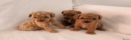 Caniche Toy perros en venta: caniche toy - Anuncio 3
