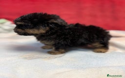 Shihpoo perros en venta: Monísimo ShihPoo Negro y fuego - Imagen 2