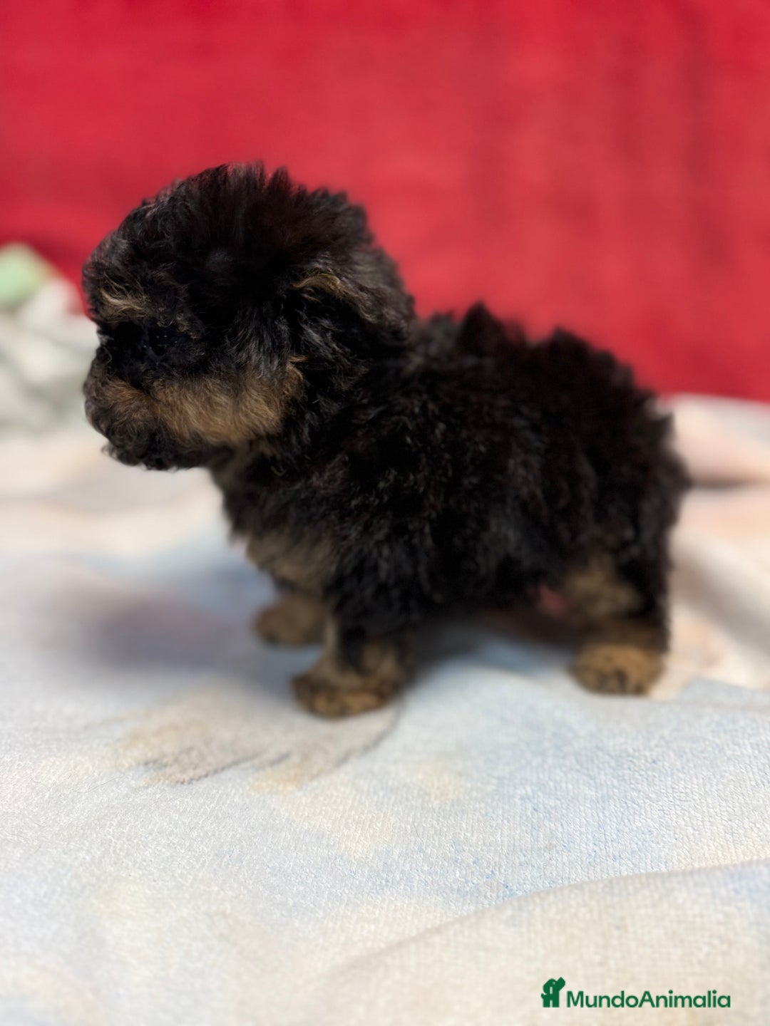 Shihpoo perros en venta: Monísimo ShihPoo Negro y fuego - Imagen 2