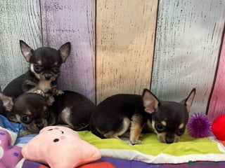 Chihuahua perros Chihuahua Toy - Anuncio 2