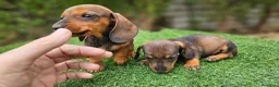 Teckel perros en venta: Teckel  kanichem...OFERTA  - Anuncio 3