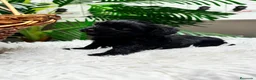 Maltipoo perros en venta: MALTIPOO HEMBRA  - Anuncio 7