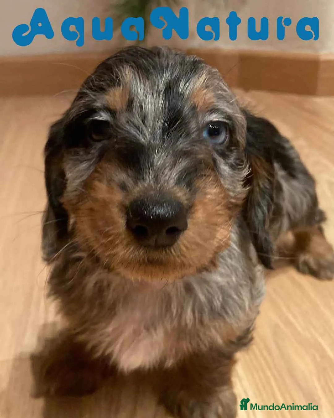 Teckel Miniatura perros en venta: Teckel Macho Pelo Largo 2000 AQUANATURA - Anuncio 1