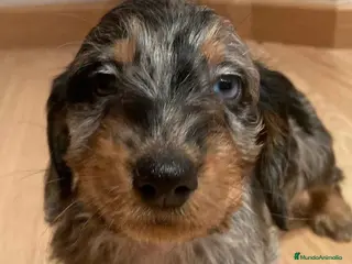 Teckel Miniatura perros Teckel Macho Pelo Largo 2000 AQUANATURA - Anuncio 14