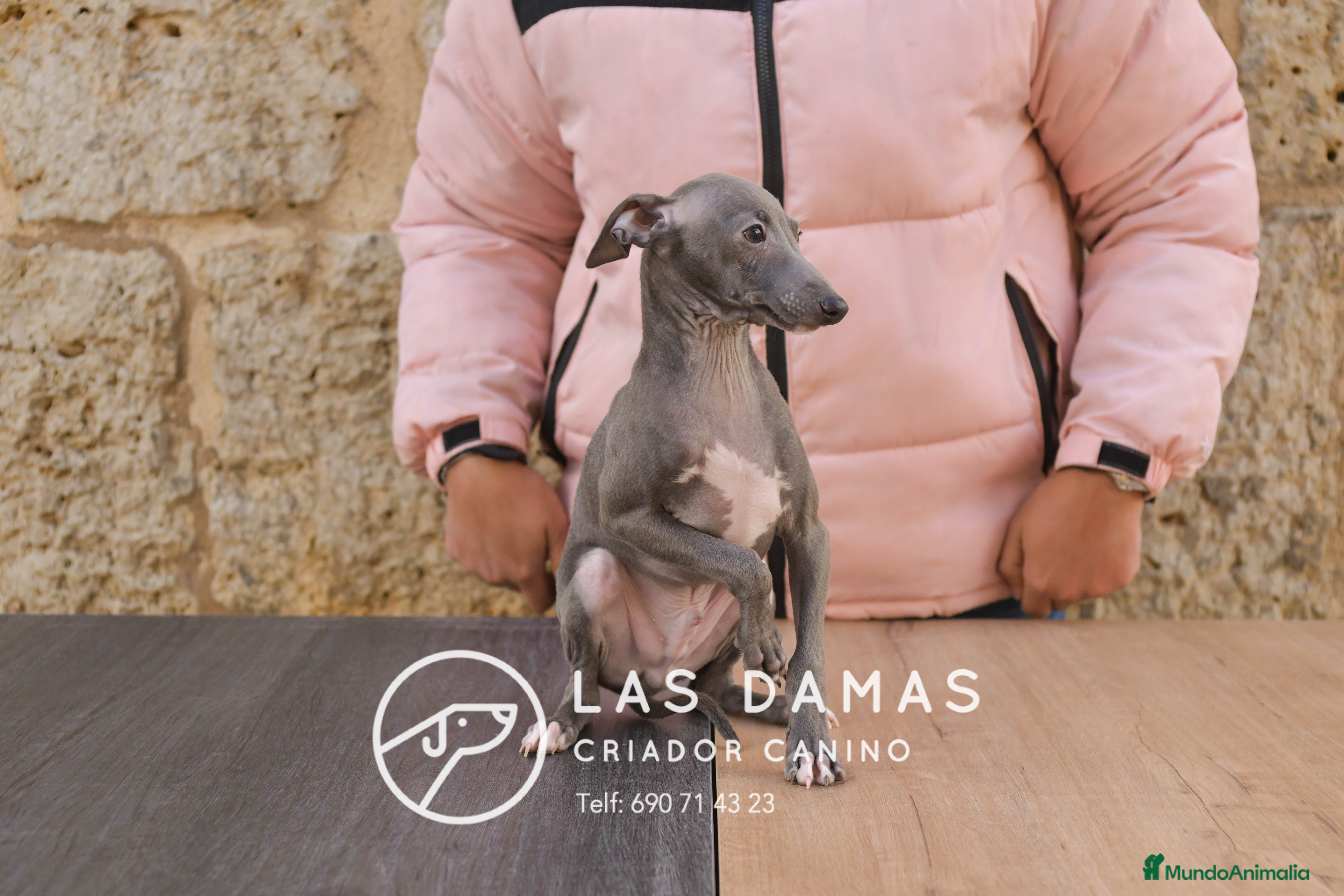 Pequeño Lebrel Italiano perros Piccolo lebrel italiano - Anuncio 2