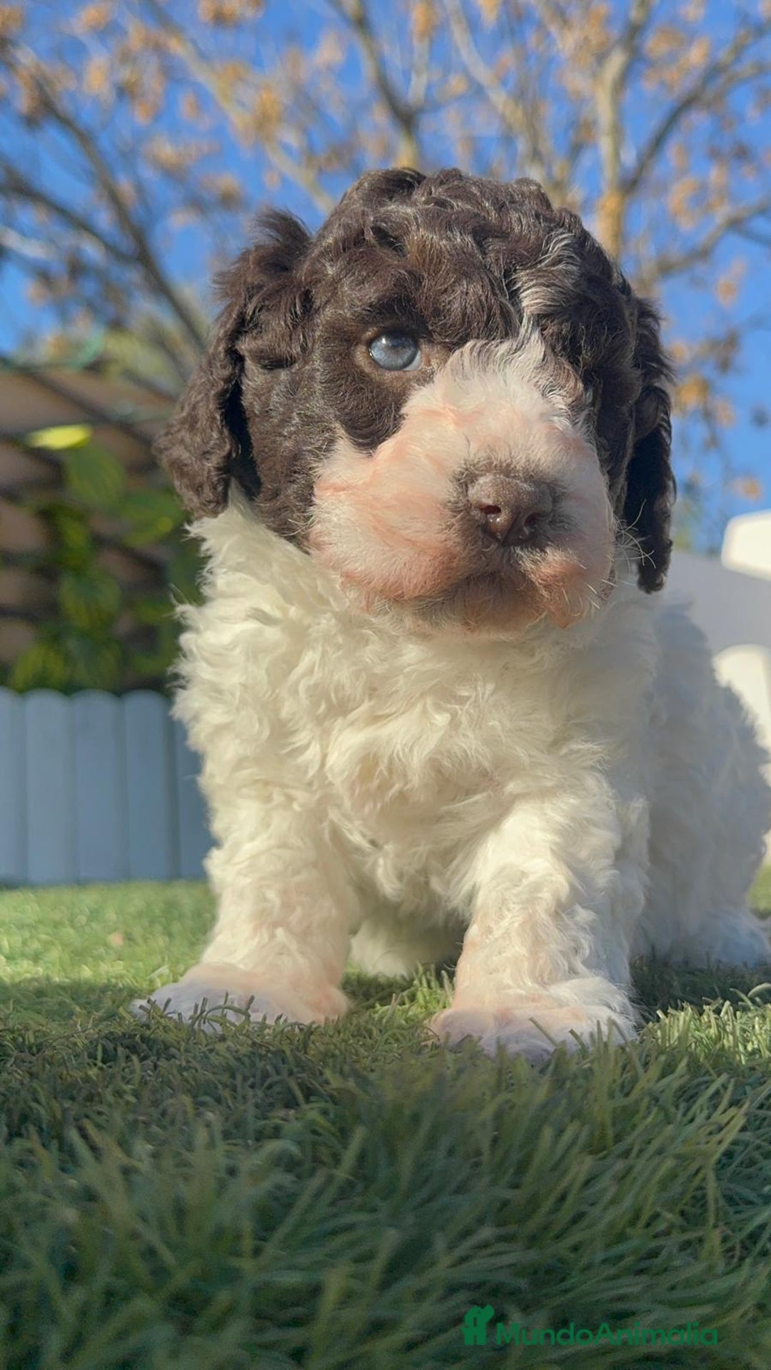 Perro de Agua Español perros en venta: PERRO DE AGUA MACHO - Anuncio 5