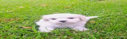 Bichón Maltés perros en venta: Bichoncitos Únicos - Anuncio 3