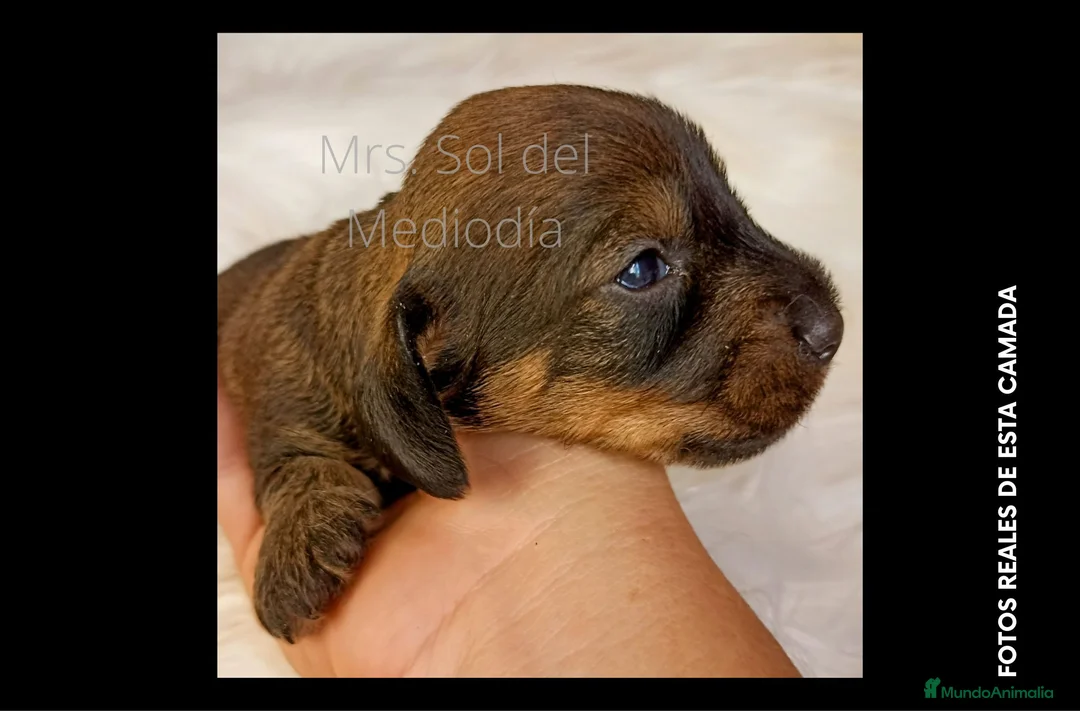 Imagen de galería {{count}}