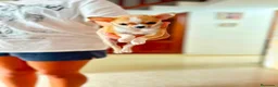 Chihuahua perros en venta: Chihuahua toy en Madrid - Anuncio 2