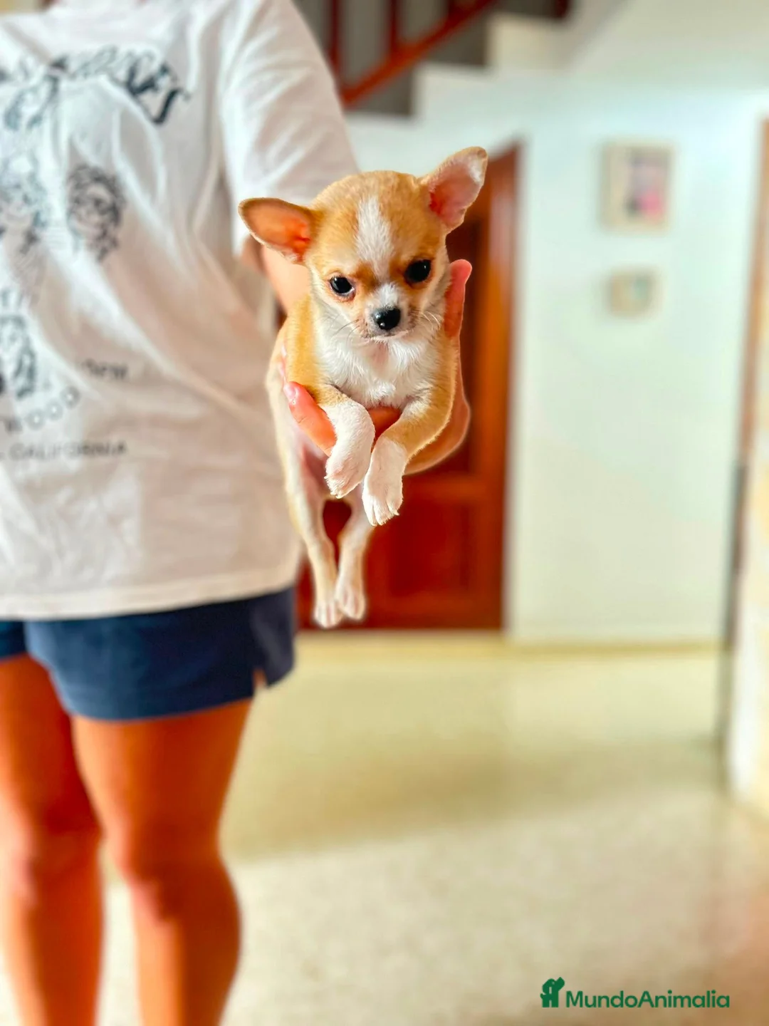 Chihuahua perros en venta: Chihuahua toy en Madrid - Anuncio 2