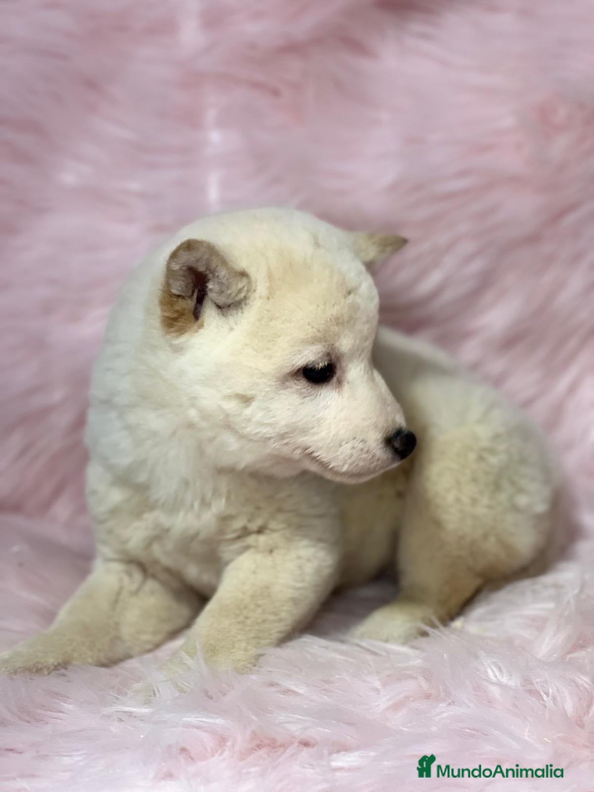 Shiba Inu perros SHIBA INU BLANCA HEMBRA DISPONIBLE en Barcelona - Anuncio 2